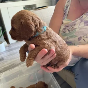*Health Tested Clear* Red Cockapoo’s - Image 3