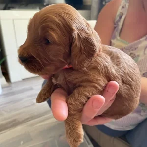 *Health Tested Clear* Red Cockapoo’s - Image 4