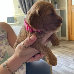 *Health Tested Clear* Red Cockapoo’s - Image 5