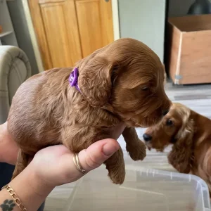 *Health Tested Clear* Red Cockapoo’s - Image 6