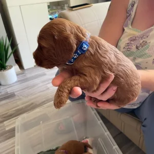 *Health Tested Clear* Red Cockapoo’s - Image 8