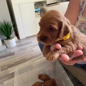 *Health Tested Clear* Red Cockapoo’s