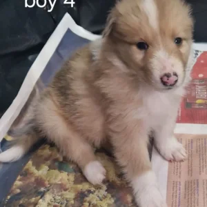 Adorable three quarter Rough collie pups - Image 2