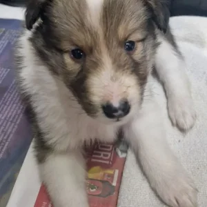 Adorable three quarter Rough collie pups - Image 5