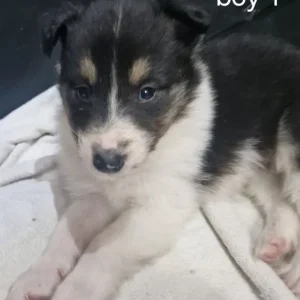 Adorable three quarter Rough collie pups - Image 6