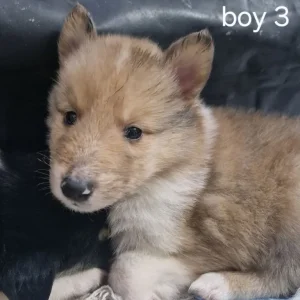 Adorable three quarter Rough collie pups - Image 7