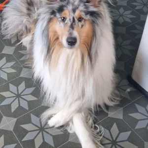 Adorable three quarter Rough collie pups - Image 8