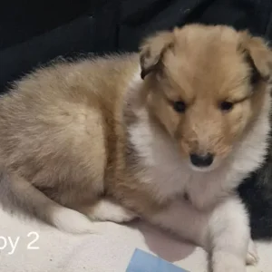 Adorable three quarter Rough collie pups