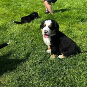 Bernese Mountain Dog Puppies for sale - Image 2