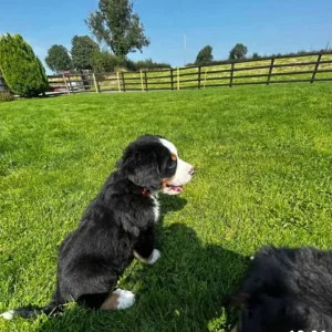 Bernese Mountain Dog Puppies for sale - Image 3