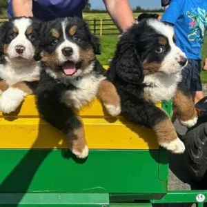 Bernese Mountain Dog Puppies for sale - Image 4