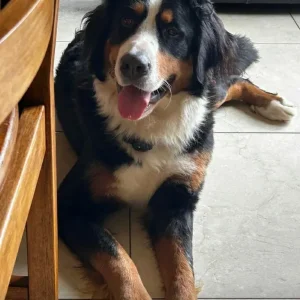 Bernese Mountain Dog Puppies for sale - Image 5