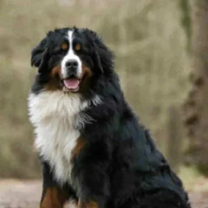 Bernese Mountain Dog Puppies for sale - Image 6
