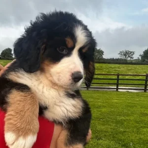 Bernese Mountain Dog Puppies for sale - Image 7