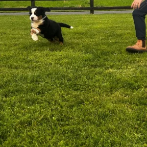 Bernese Mountain Dog Puppies for sale - Image 8