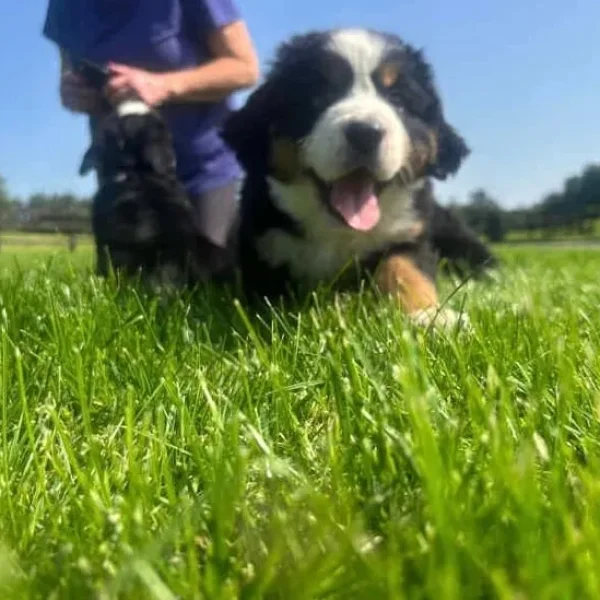 Bernese Mountain Dog Puppies for sale