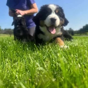 Bernese Mountain Dog Puppies for sale