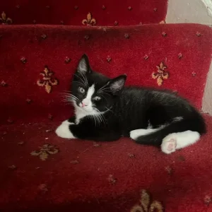 Kittens- 2 boys left! - Image 2