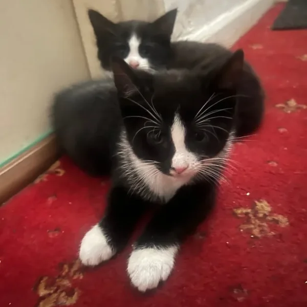 Kittens- 2 boys left!