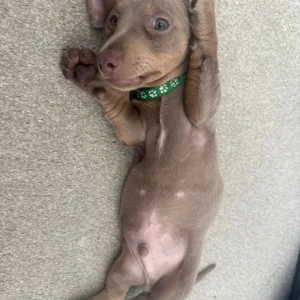 ✨ Rare Champagne Dachshund – Ready for a Loving Home ✨ with microchip, vaccine and puppy kit - Image 2