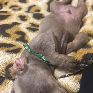 ✨ Rare Champagne Dachshund – Ready for a Loving Home ✨ with microchip, vaccine and puppy kit - Image 3