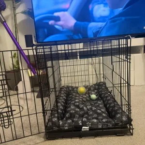 ✨ Rare Champagne Dachshund – Ready for a Loving Home ✨ with microchip, vaccine and puppy kit - Image 5