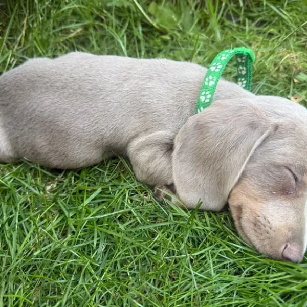 ✨ Rare Champagne Dachshund – Ready for a Loving Home ✨ with microchip, vaccine and puppy kit
