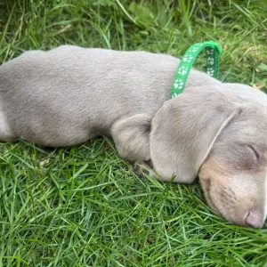 ✨ Rare Champagne Dachshund – Ready for a Loving Home ✨ with microchip, vaccine and puppy kit