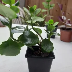 Very healthy Kalanchoe plant - Image 2