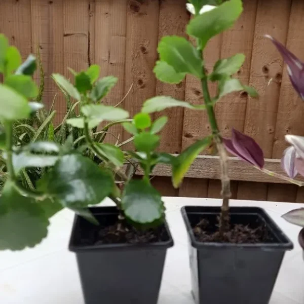 Very healthy Kalanchoe plant