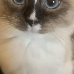 mayori (3yr old) ragdoll cat - Image 2