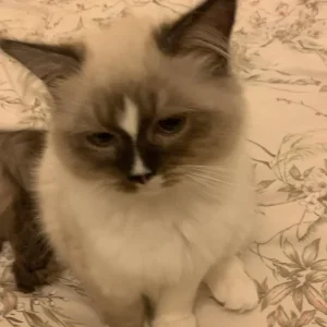 mayori (3yr old) ragdoll cat - Image 3