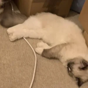 mayori (3yr old) ragdoll cat - Image 4