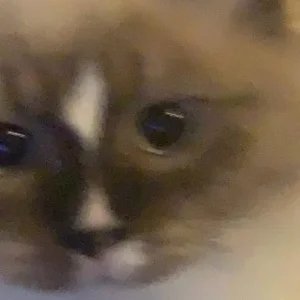 mayori (3yr old) ragdoll cat - Image 5