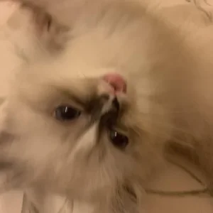 mayori (3yr old) ragdoll cat - Image 7