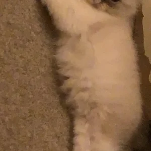 mayori (3yr old) ragdoll cat - Image 8