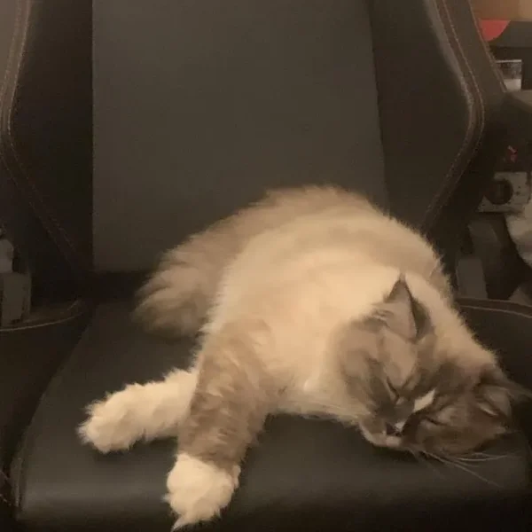 mayori (3yr old) ragdoll cat