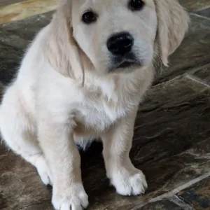 Golden retreiver puppies ready now - Image 2