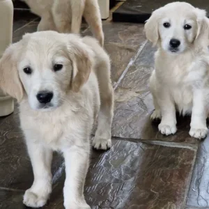 Golden retreiver puppies ready now - Image 3