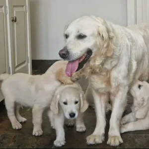 Golden retreiver puppies ready now - Image 4