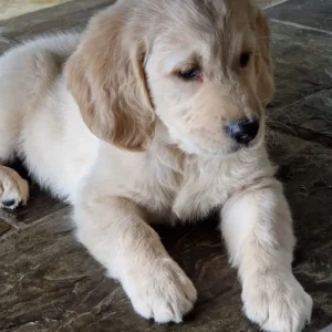 Golden retreiver puppies ready now - Image 5