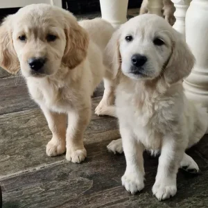 Golden retreiver puppies ready now - Image 6
