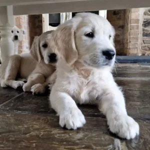 Golden retreiver puppies ready now - Image 7
