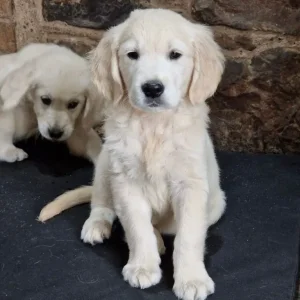 Golden retreiver puppies ready now
