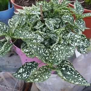 White Polka Dot Plant, Indoor plant - Image 2