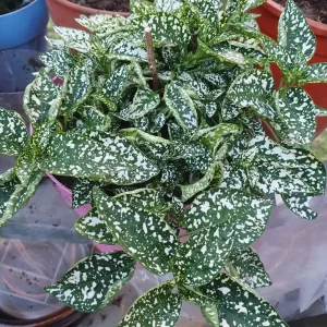 White Polka Dot Plant, Indoor plant