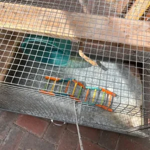 Degu / Chinchilla/ Rat Cage (L92xH55xW46 - Image 5