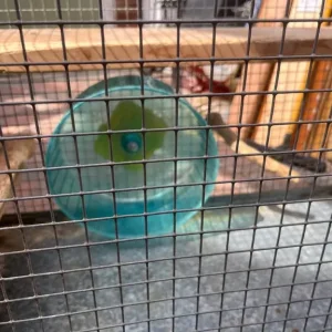 Degu / Chinchilla/ Rat Cage (L92xH55xW46 - Image 6