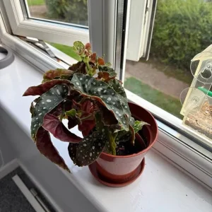 Begonia maculata plant