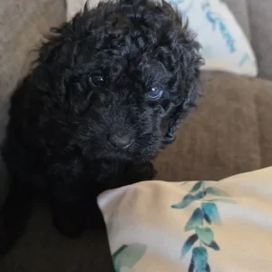 Puppies for sale - Image 2